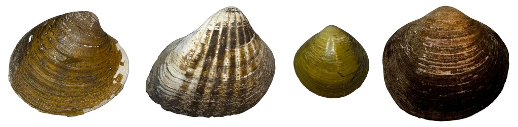 Four shells of different bivalve species lined up in a row against a white backdrop
